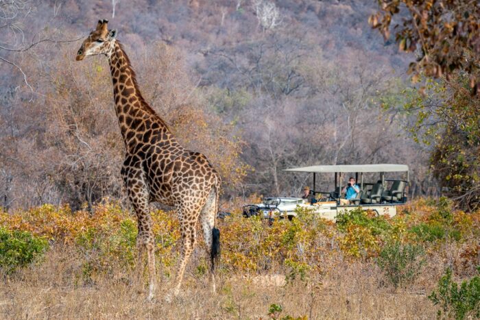 Lepogo Lapalala Safari