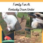 Play With Kangaroos At Kentucky Down Under Adventure Zoo