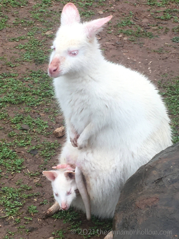 Kentucky Down Under Albino Kangaroo