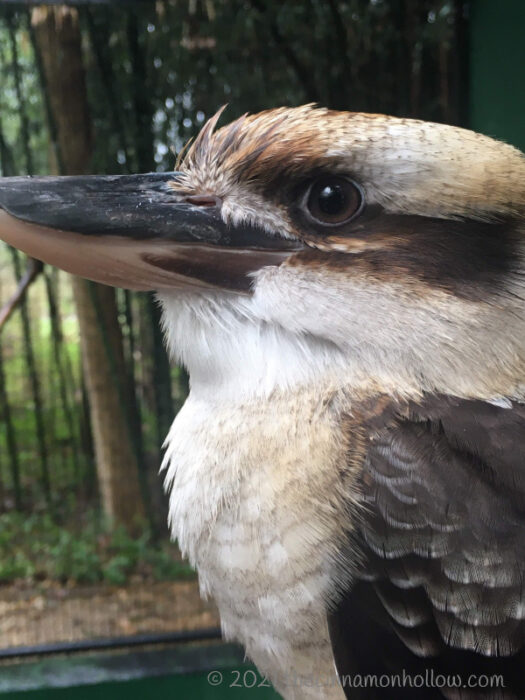 Kentucky Down Under Bird