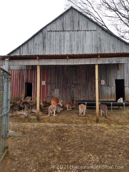 Kentucky Down Under Kangaroo Barn