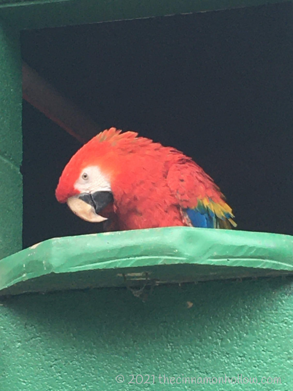 Kentucky Down Under Red Macaw