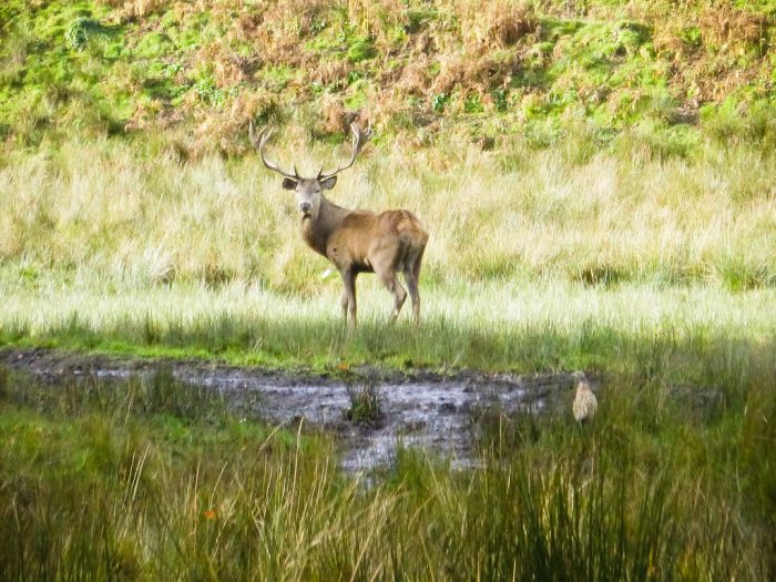 Wilderness Scotland Autumn Highlands Wildlife