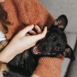 hiring a pet sitter while traveling