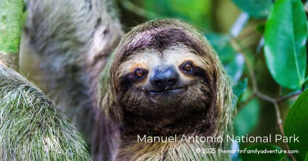 Sloth at Manuel Antonio National Park courtesy of Canva